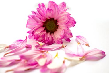 Pembe kasımpatı çiçeği ve beyaz arka planda taç yaprakları