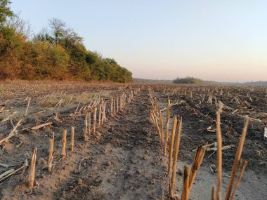 Hasattan sonra mısır kalıntılarıyla sürülmüş.
