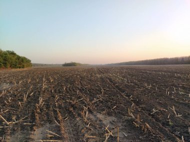 Hasattan sonra mısır kalıntılarıyla sürülmüş.