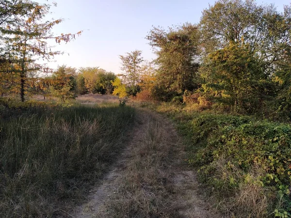 Strada Attraverso Foresta Palude — Foto Stock