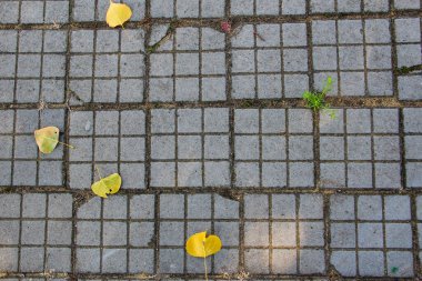 Dökülen yapraklar arka planda, kopyalanmış boşluklar