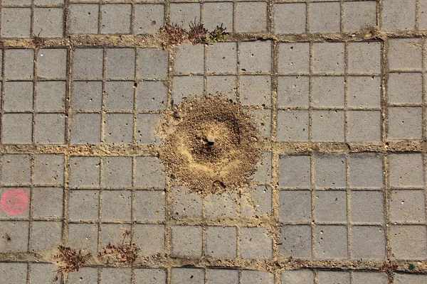 Formigueiro Nas Placas Pavimentação Lajes Pavimentação Cinza Velho Com Copyspace — Fotografia de Stock