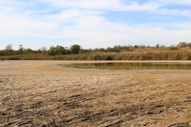 Çatlamış toprak ve bitkilerle kurumuş göl