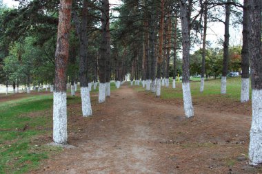 Sonbaharda bir çam parkında patika