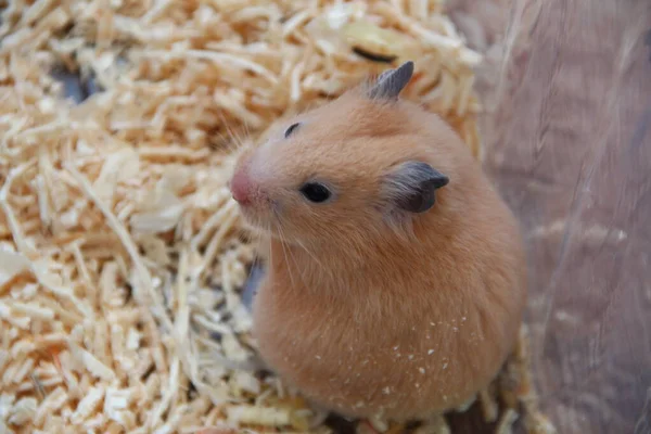 Hamster Sitter Sin Behållare — Stockfoto