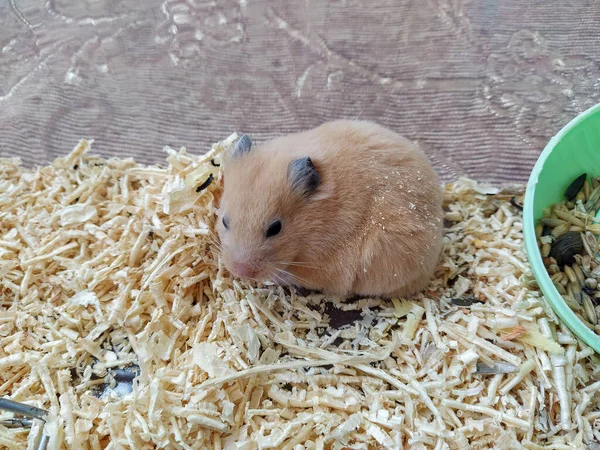 Hammeren Sidder Beholderen - Stock-foto