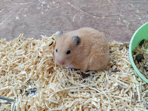 Hamster Konteynerinde Oturuyor — Stok fotoğraf