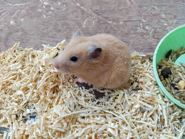 Hamster is sitting in the its container