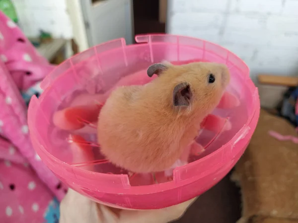 Junge Frau Hält Einen Hamster Den Armen Nahaufnahme — Stockfoto