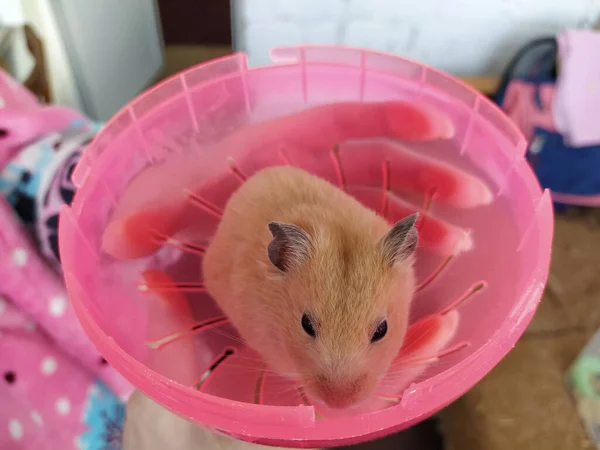 Junge Frau Hält Einen Hamster Den Armen Nahaufnahme — Stockfoto