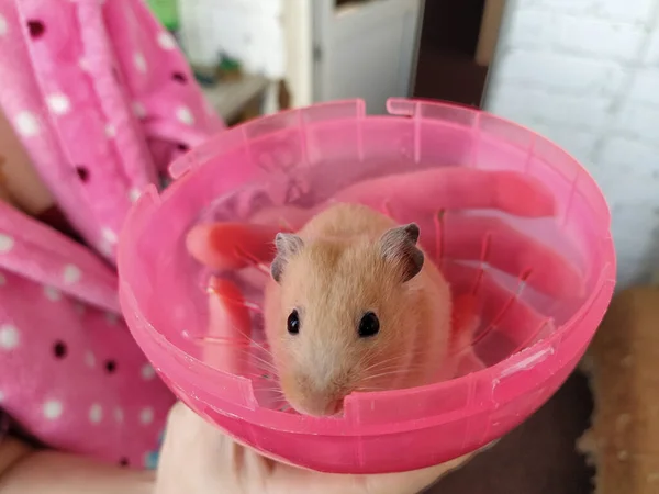 Jovem Segurando Hamster Seus Braços Close — Fotografia de Stock