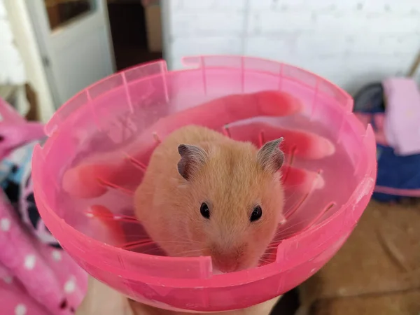 Junge Frau Hält Einen Hamster Den Armen Nahaufnahme — Stockfoto