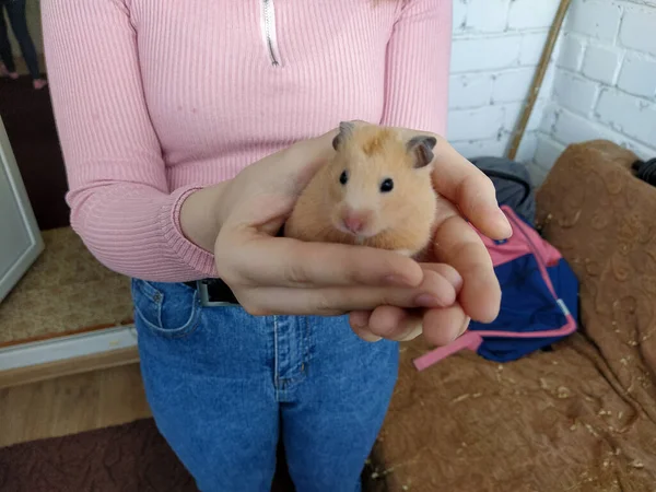 Mädchen Hält Einen Hamster Den Armen Nahaufnahme — Stockfoto