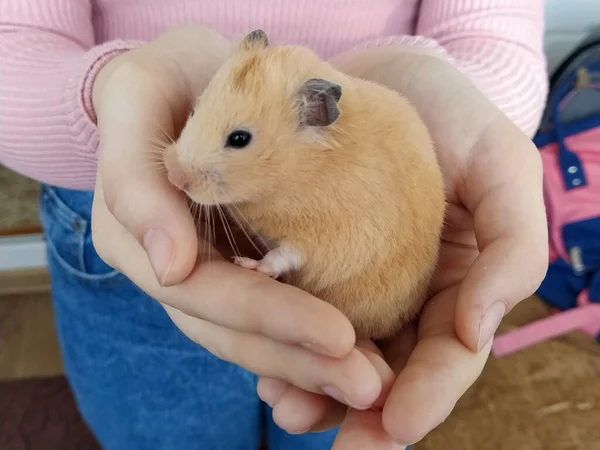 Niña Sosteniendo Hámster Sus Brazos Cerca — Foto de Stock