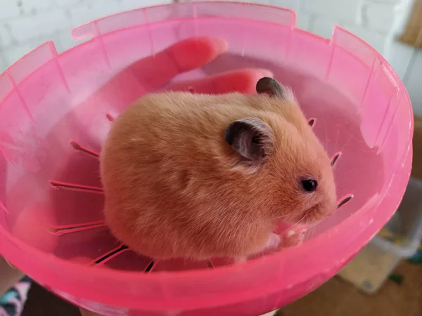 Jonge Vrouw Met Een Hamster Haar Armen Close — Stockfoto