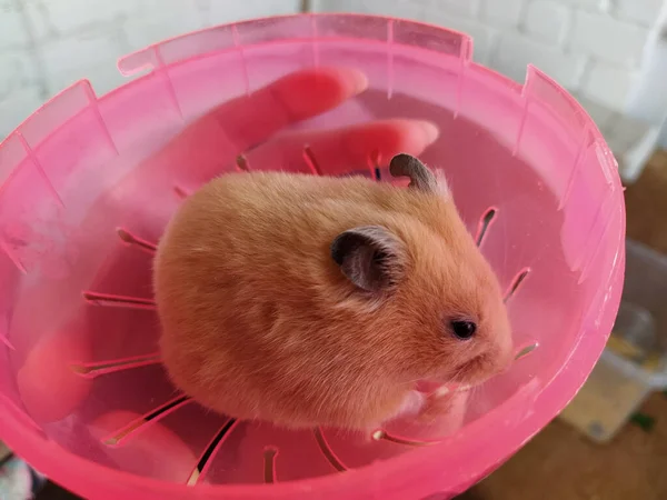 Kollarında Hamster Tutan Genç Bir Kadın Yakın Plan — Stok fotoğraf
