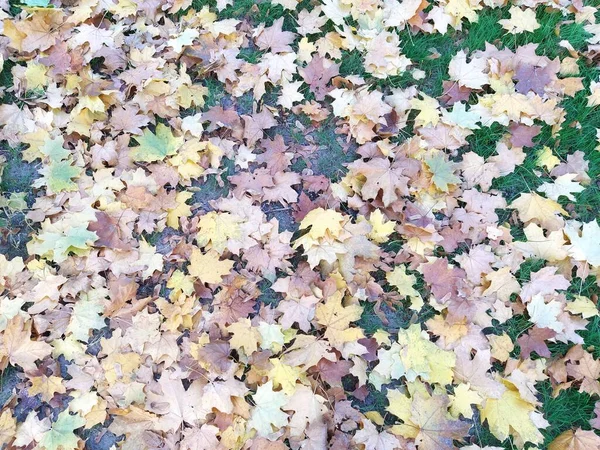 Πτώση Φύλλα Σφενδάμου Φθινόπωρο Στο Έδαφος Στο Πάρκο — Φωτογραφία Αρχείου