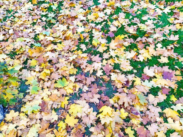 Πτώση Φύλλα Σφενδάμου Φθινόπωρο Στο Έδαφος Στο Πάρκο — Φωτογραφία Αρχείου