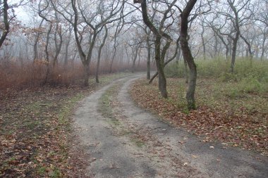Sonbahar ormanlarında yol sissiz.