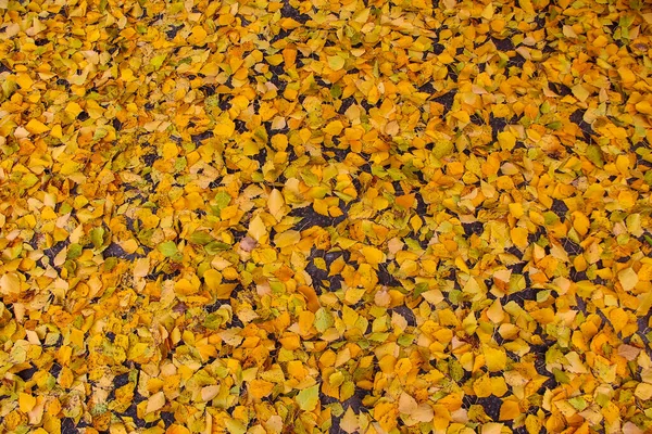 Caído Amarelo Vidoeiro Folhas Fundo Outono — Fotografia de Stock