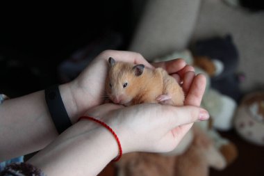 Hamster kadınların elinde uyur.