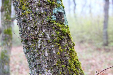 Sonbahar sisli ormanında ağaçta yosun var.