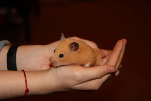 Hamster Senta Mãos Mulher — Fotografia de Stock