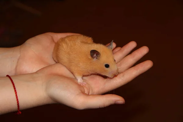 Mädchen Hält Den Hamster Arm — Stockfoto