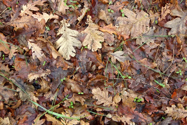 黄色の秋のオークの葉と緑の草 — ストック写真