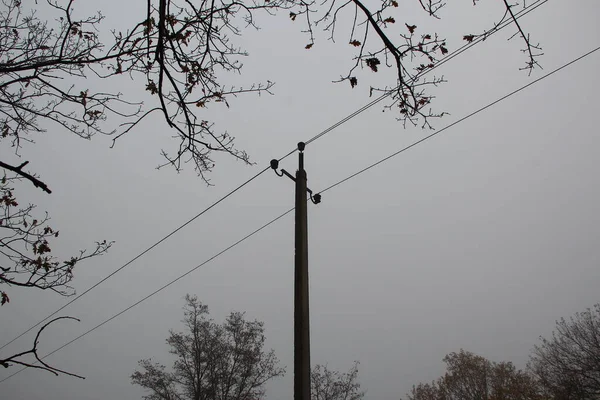 Bomen Elektrische Palen Een Achtergrond Van Grijze Herfstlucht — Stockfoto