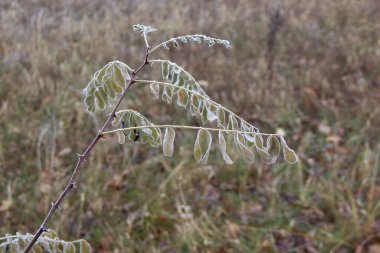 Akasya yapraklı bir dal Ormanda kırağı kaplamış