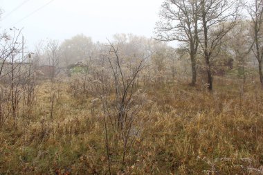 Çayırda çalılar ve ağaçlar.