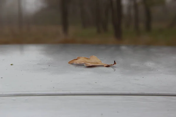 Feuille Chêne Tombé Recouverte Givre Sur Surface Grise — Photo