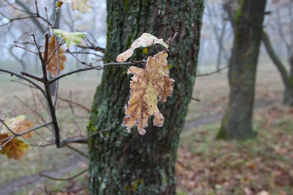 Ramo Folhas Carvalho Outono Amarelo Uma Árvore Floresta — Fotografia de Stock