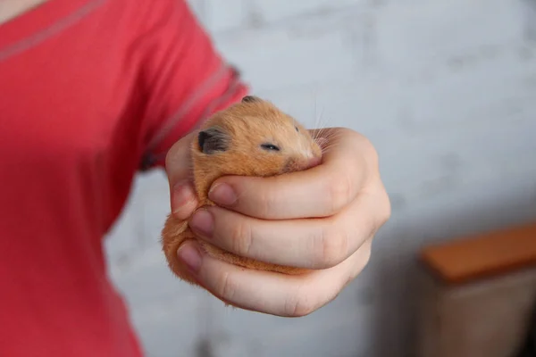 Hamster Schläft Mädchenhand — Stockfoto