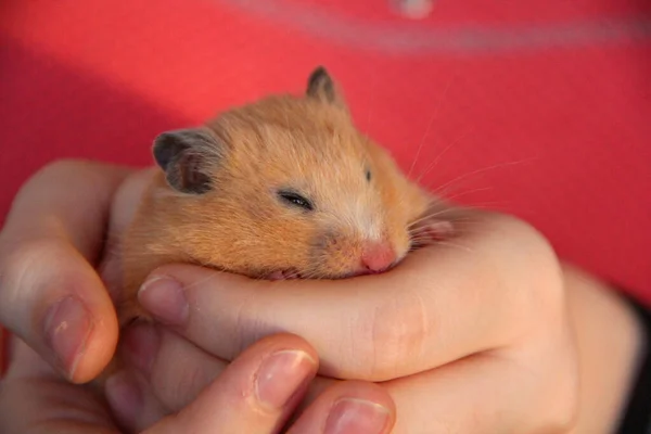 Hamster Schläft Mädchenhänden — Stockfoto