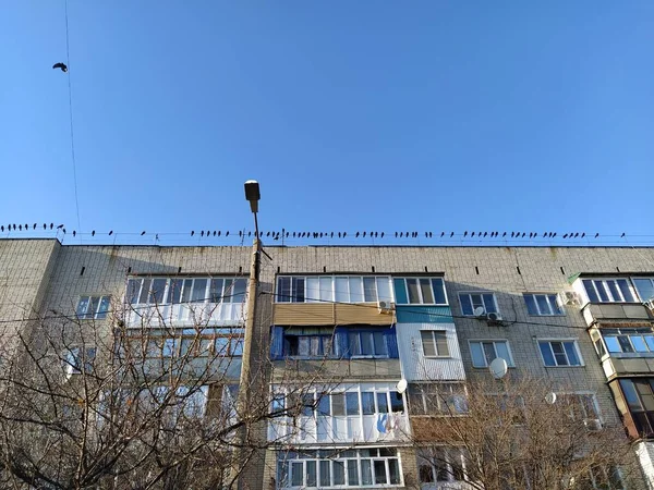 Gran Bandada Cuervos Sentados Techo Edificio Apartamentos —  Fotos de Stock