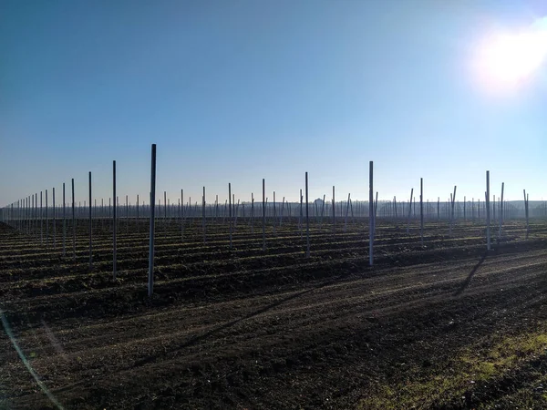 Modernes Landwirtschaftliches Feld Obstbaumplantage Winter — Stockfoto