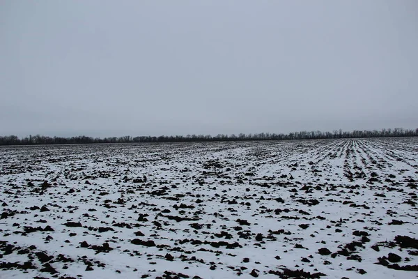 Vinter Jordbruksmark Snö Och Mulet Väder — Stockfoto