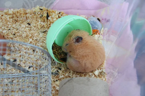 橙皮狼仓鼠在自己的喂食器里睡觉 — 图库照片