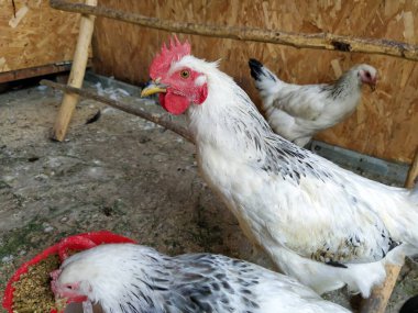 Genç horoz ve tavuk kümeste