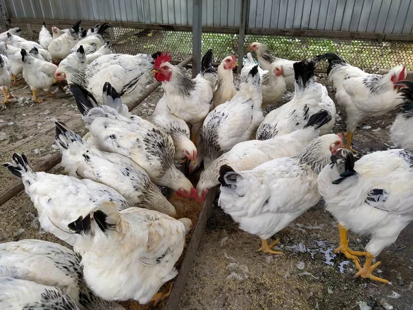 Veel Witte Kippen Tijdens Het Eten — Stockfoto