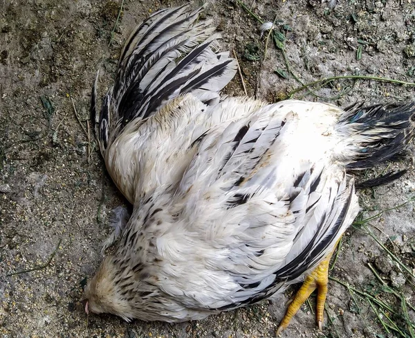 stock image Dead chicken in a chicken coop on the farm