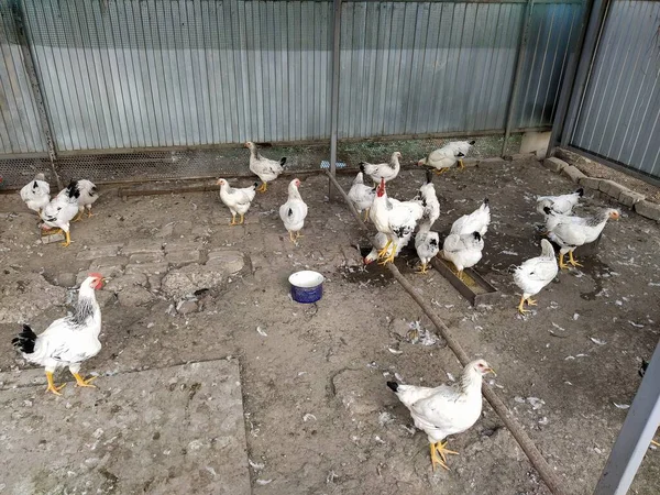 Csirkék Járkálnak Tyúkólban — Stock Fotó
