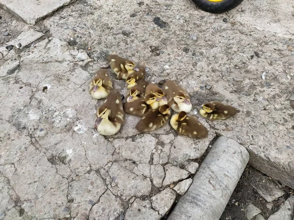 Petits Canetons Assis Dans Groupe Dans Cour Ferme — Photo