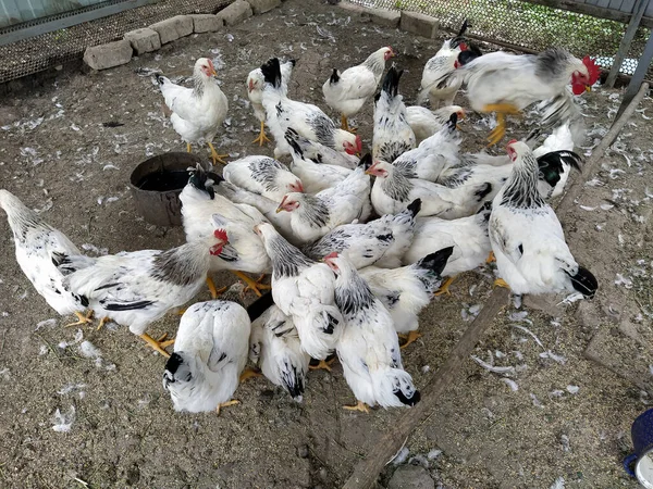 Viele Weiße Hühner Beim Essen — Stockfoto