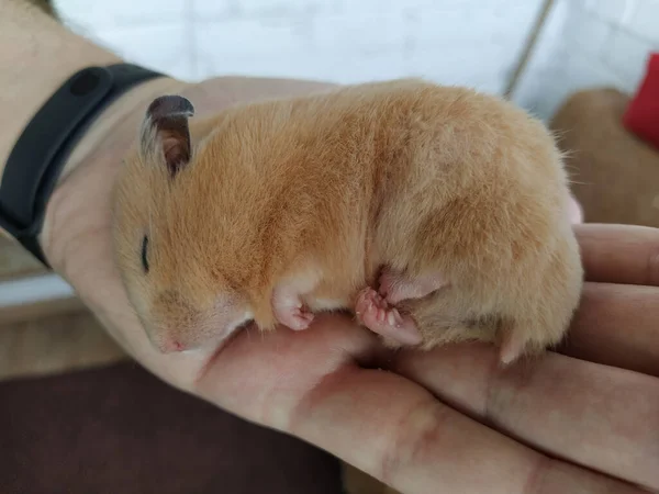 Hamster Sírio Dorme Mão — Fotografia de Stock