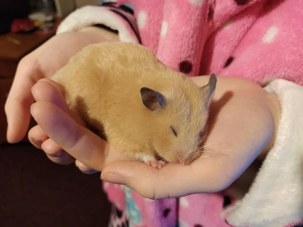 Hamster Bir Kadının Ellerinde Uyur — Stok fotoğraf