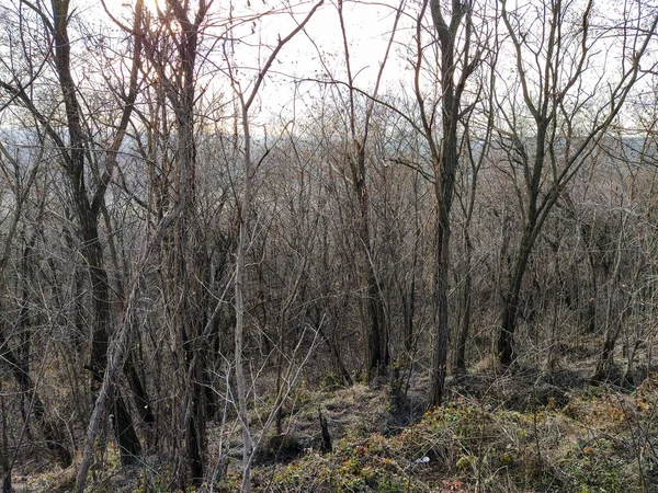 Vista Colina Dentro Floresta Inverno — Fotografia de Stock