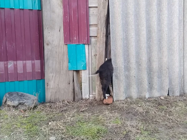 Cachorro Negro Atrapado Valla — Foto de Stock